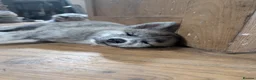 Japanese Akita Inu dogs for sale: Akita puppies pedigree for forever loving homes - Advert 25