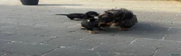 Miniature Dachshund dogs for sale: Wire Haired Miniature Dachshunds  - Advert 5