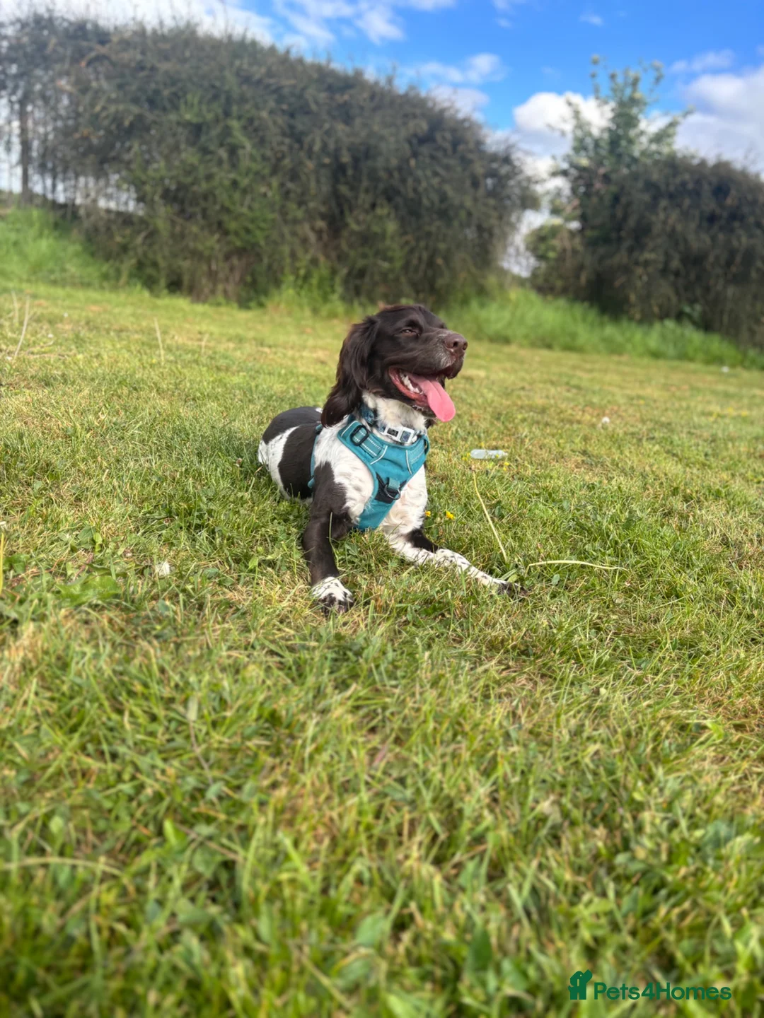 Sprocker dogs for stud: Sprocker spaniel  in Uxbridge - Advert 5