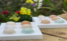 Chickens poultry for sale: Hatching eggs, Chicks & Ducklings - Image 5