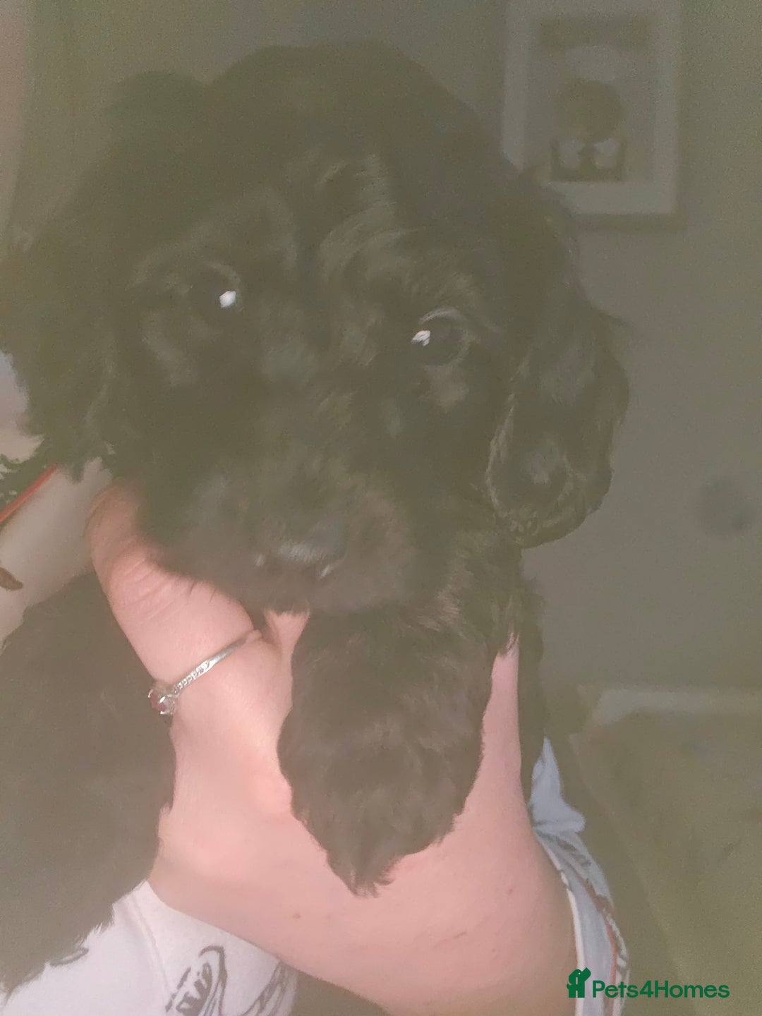 Cockapoo dogs for sale: TOY F1B COCKPOOS - Advert 7