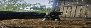 Border Collie 3