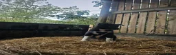 Border Collie dogs for sale: 🐾 Beautiful Border Collie Puppies 🐾 in Trimdon Station - Advert 8