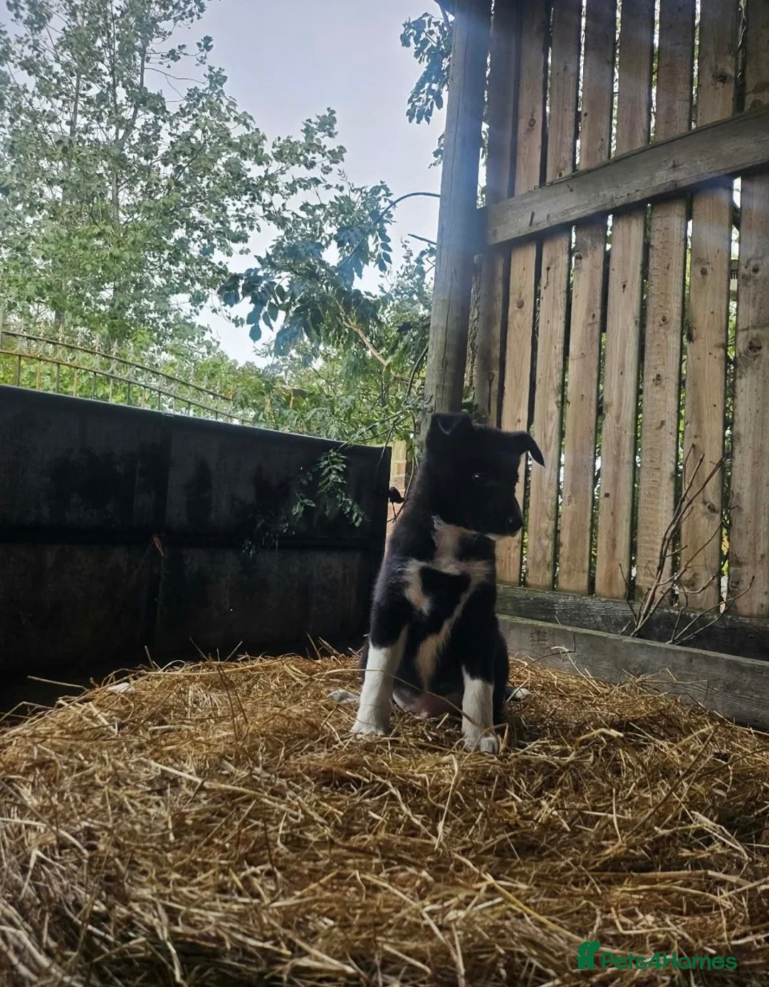 Border Collie dogs for sale: 🐾 Beautiful Border Collie Puppies 🐾 in Trimdon Station - Advert 8