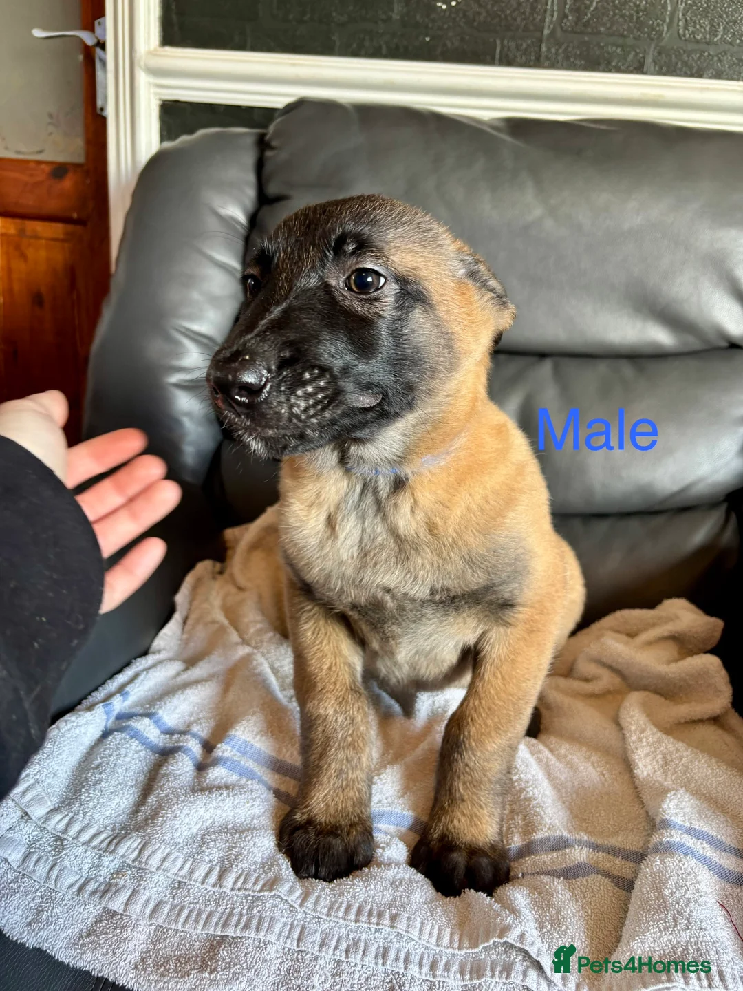 Belgian Shepherd Dog dogs for sale: 9 week old pure Belgian Malinois puppies for sale  - Advert 16