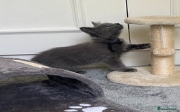 Russian Blue cats for sale: Russian Blue Kittens  in Lanark - Image 21