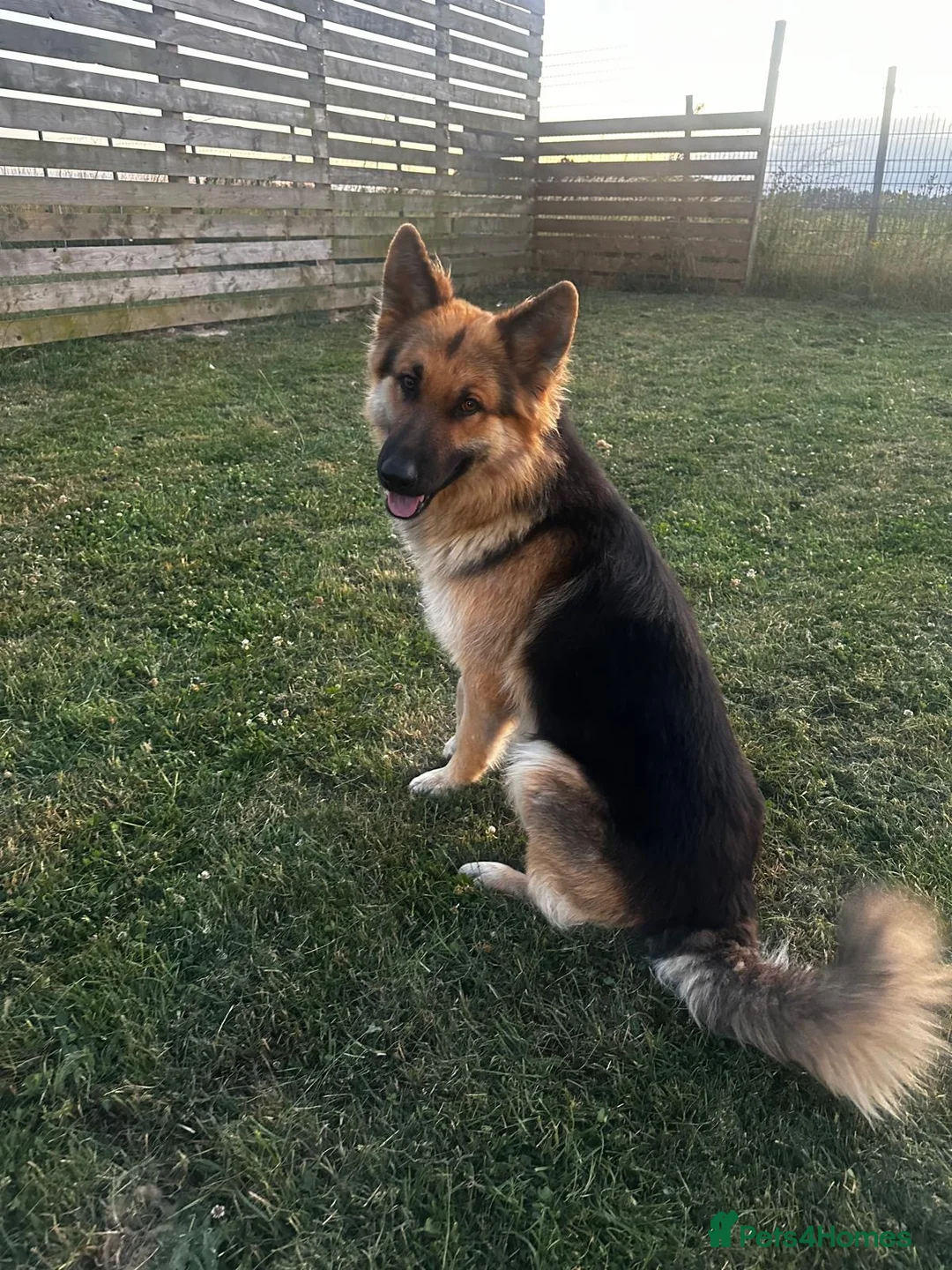 German Shepherd dogs for stud: German shepherd for stud  - Advert 3
