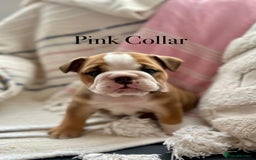 English Bulldog dogs for sale: READY NOW! vaccinated microchipped KC Bulldog pups in Rochford - Image 26