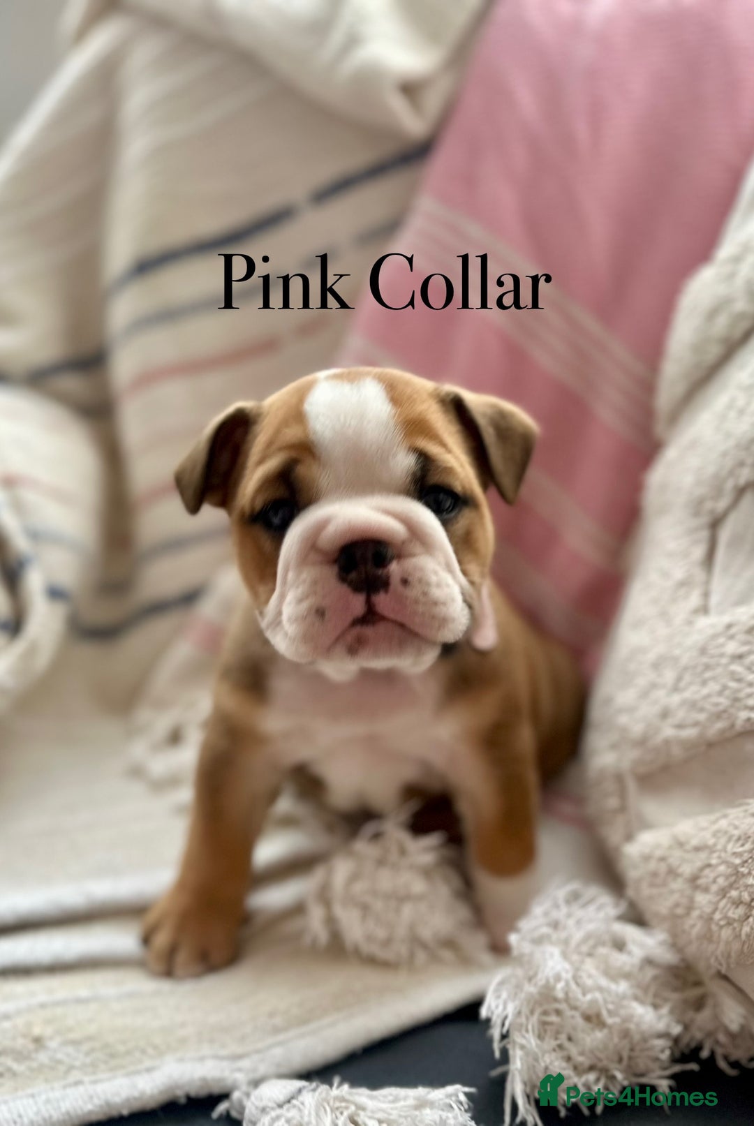 English Bulldog dogs for sale: READY NOW! vaccinated microchipped KC Bulldog pups in Rochford - Image 26