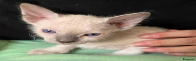 Sphynx 3