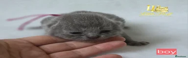British Shorthair Kitten 2