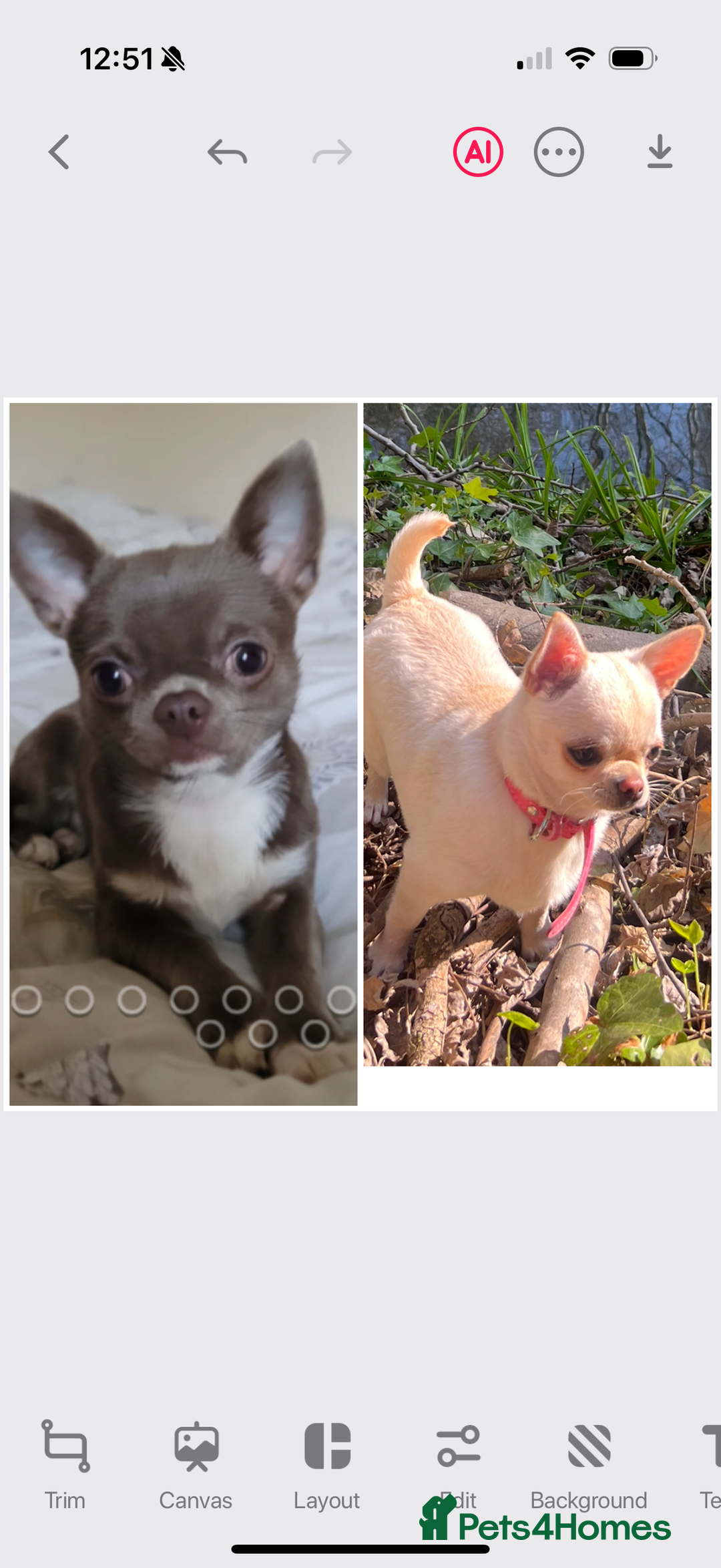 Chihuahua dogs for sale: Quality Tiny Teacup Chihuahua Female Puppy  - Image 7