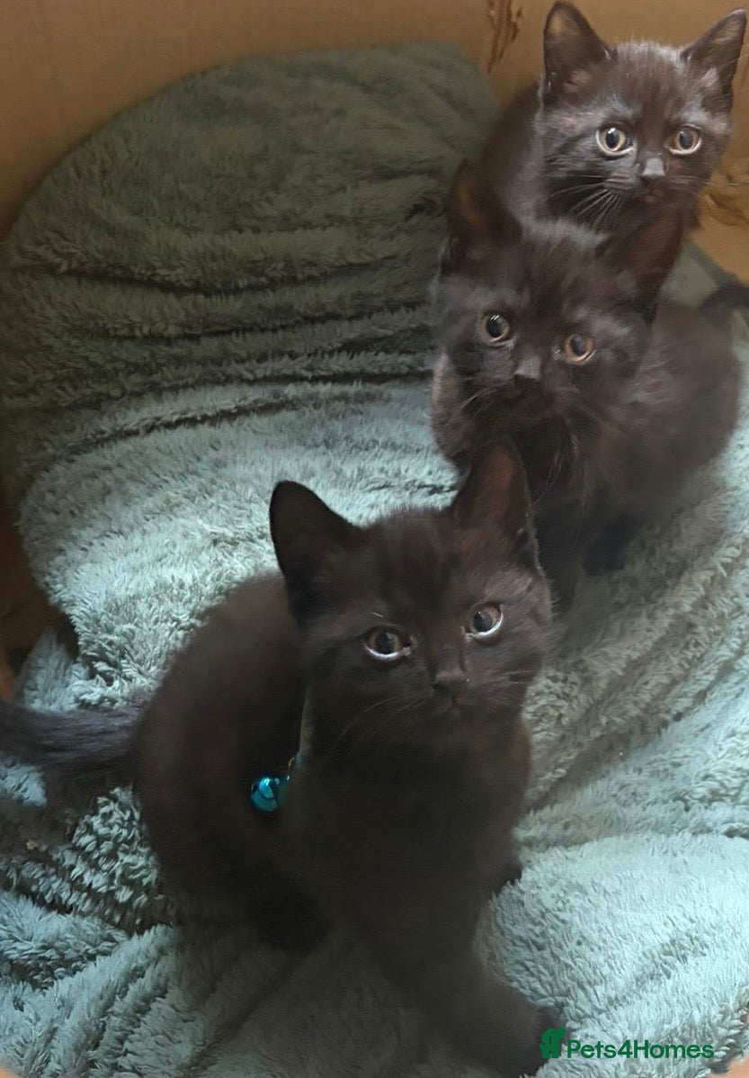 Scottish Fold cats for sale: Half Scottish fold kittens  in Bilston - Advert 29