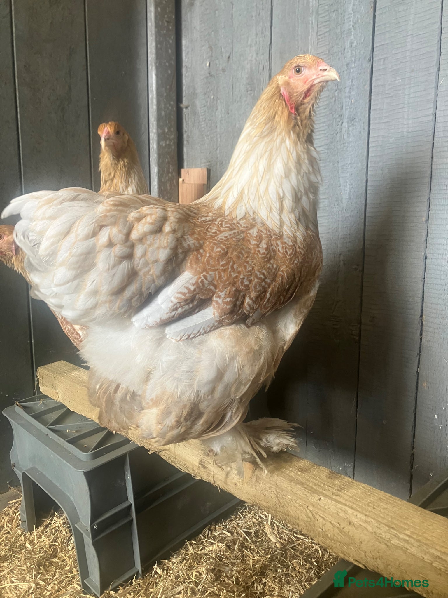 Chickens poultry for sale: Point of lay Brahma hens for sale  - Advert 1