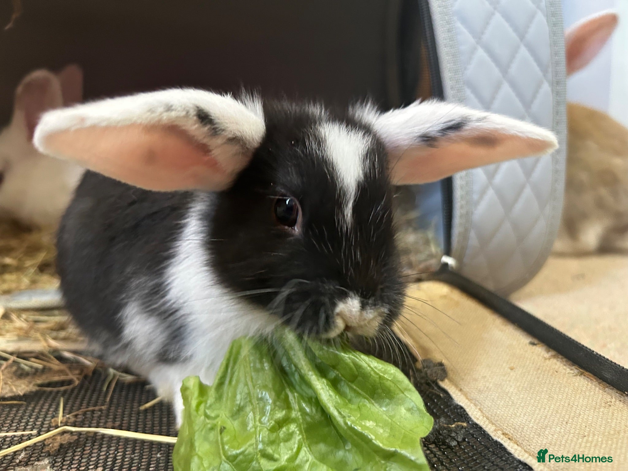 Mixed Breed rabbits Mixed lop (need homes this week) - Advert 6