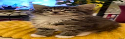 Maine Coon cats for sale: Maine Coon Absolutely Beautiful Kittens For Sale  - Advert 18