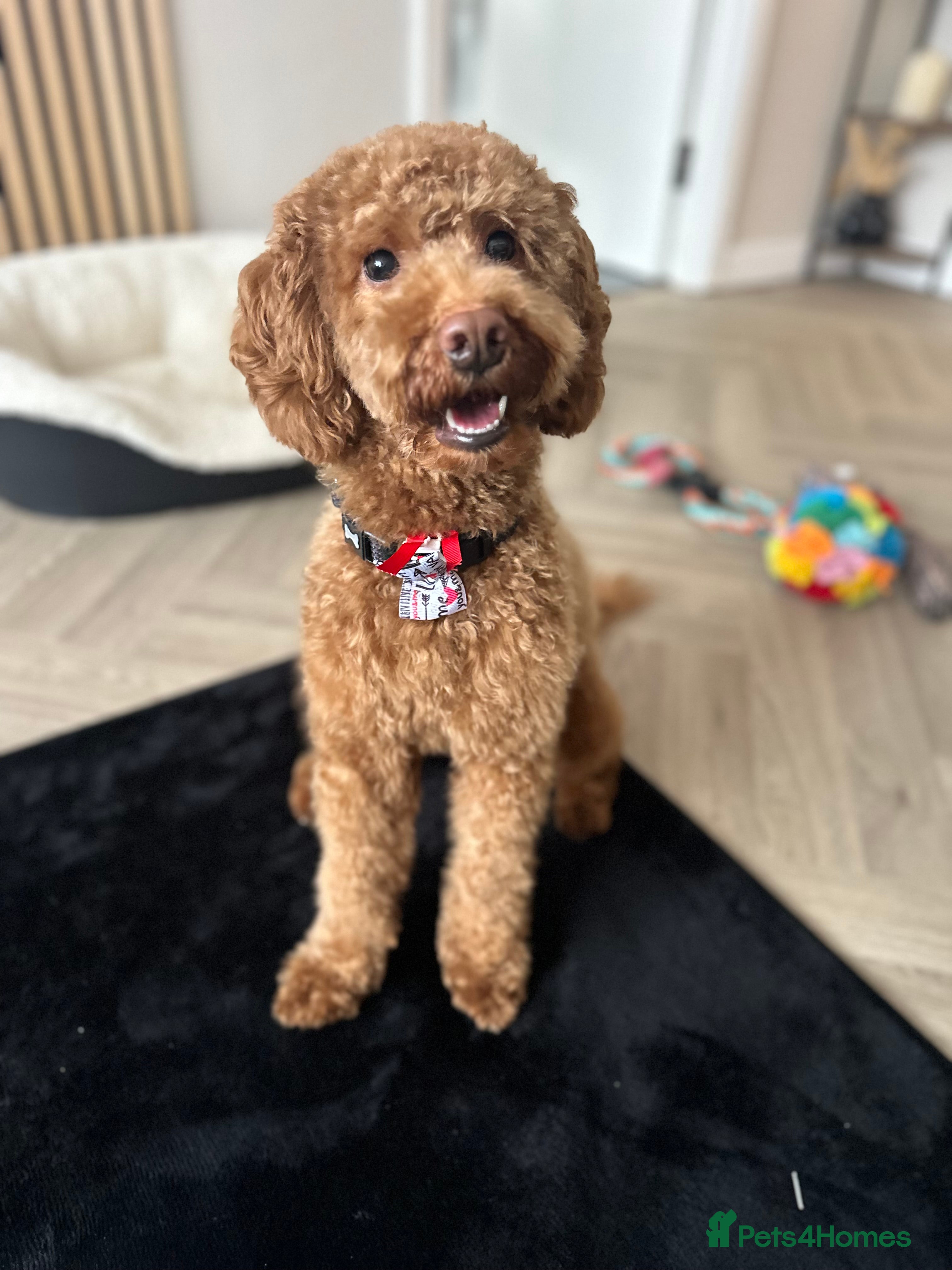 Cavapoo dogs 1 year old Cavapoo for stud  - Advert 2