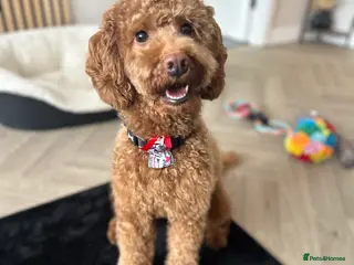 Cavapoo dogs 1 year old Cavapoo for stud - Advert 2