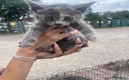 Ragdoll cats for sale: Randall x kittens - Image 5