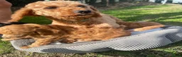 Toy Poodle dogs for sale: Red toy poodles  - Advert 3
