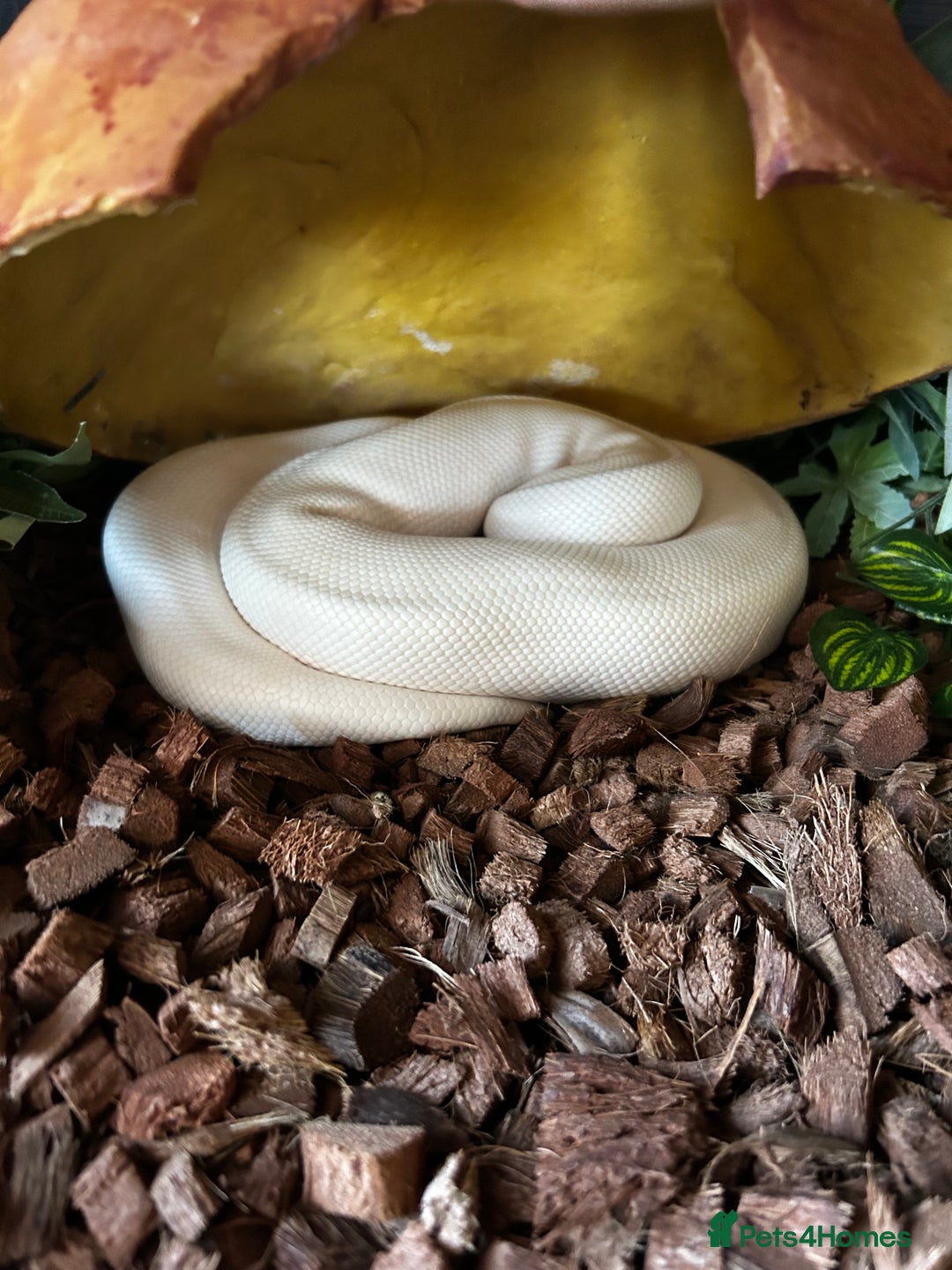 Python Snake reptiles for sale: ivory blue eyes lucy and full set up  - Advert 4