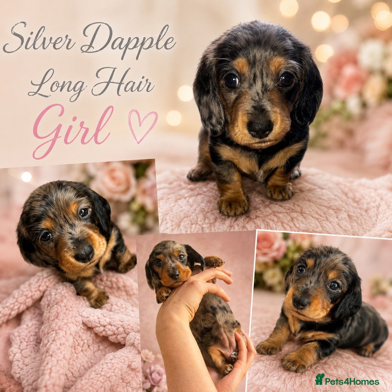 Miniature Dachshund dogs Miniature dachshund puppies - Advert 9