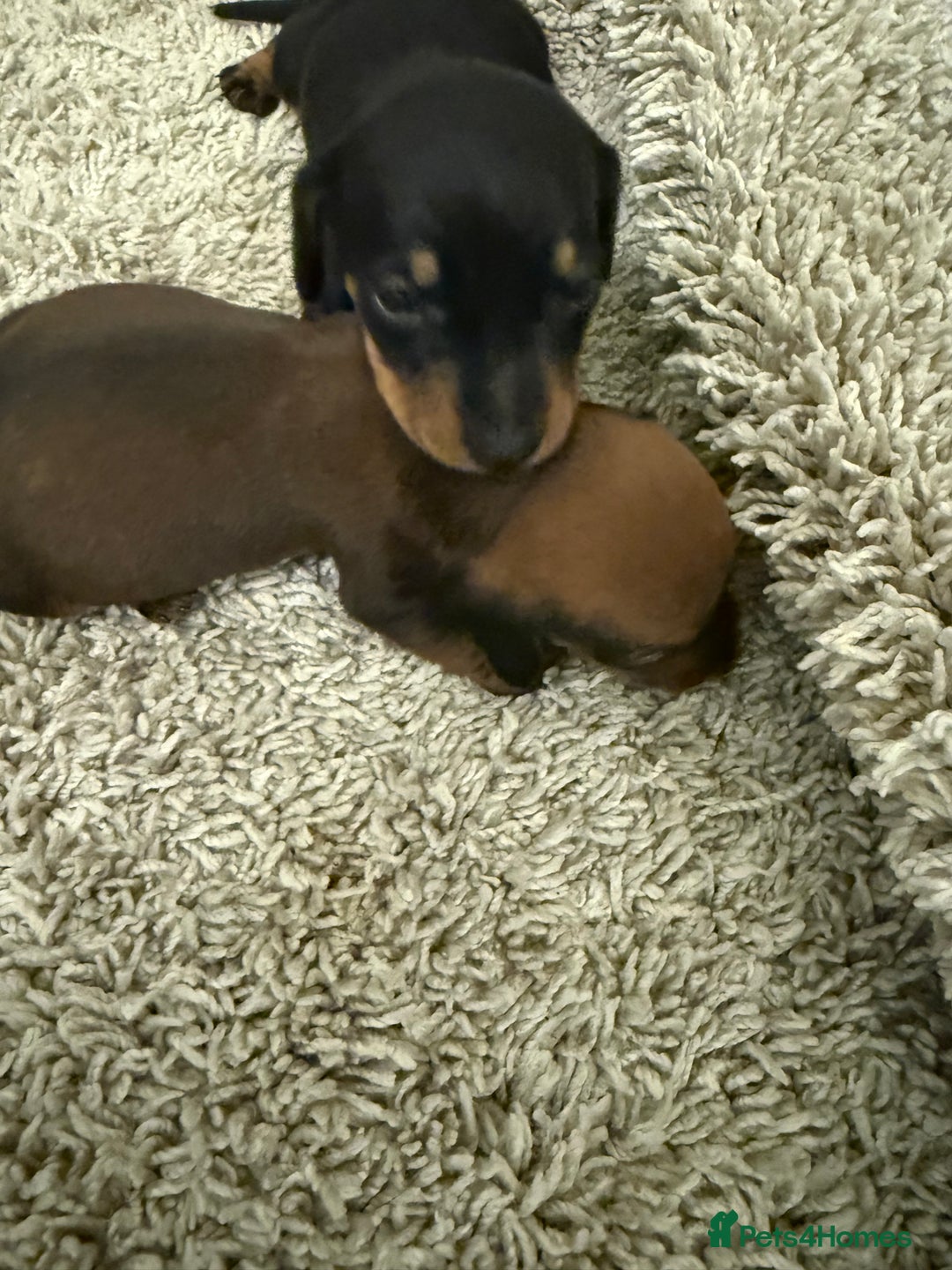 Mixed Breed dogs for sale: Dachshund puppies seven  - Advert 7
