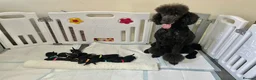 Standard Poodle dogs for sale: Puppy Prelisting - Advert 11