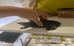 Turtle reptiles for sale: Diamondback Terrapin Turtle - Image 3