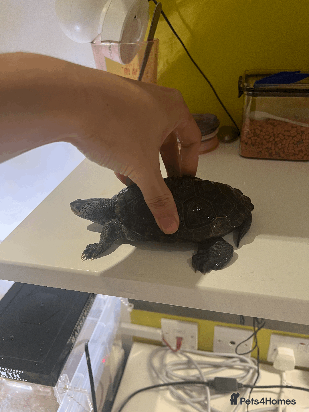 Turtle reptiles for sale: Diamondback Terrapin Turtle - Image 3