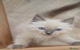 Ragdoll cats for sale: Ragdoll kittens  - Image 13