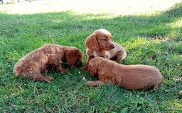 Cockapoo dogs for sale: Beautiful cockerpoo puppies  - Image 8