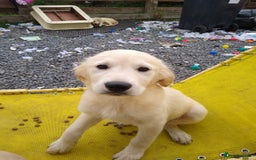 Golden Retriever dogs for sale: Wonderful,playful ,adventurous happy little furs😍 - Image 23