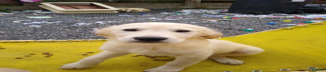 Golden Retriever Puppy 1