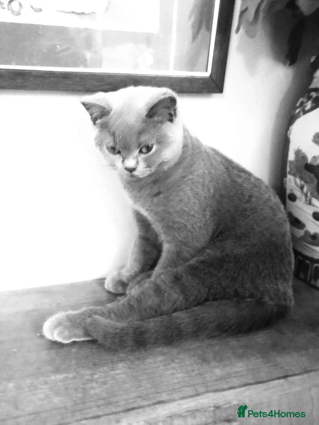 British Shorthair cats for sale: Stunning British Shorthair Pedigree Active Male - Advert 2