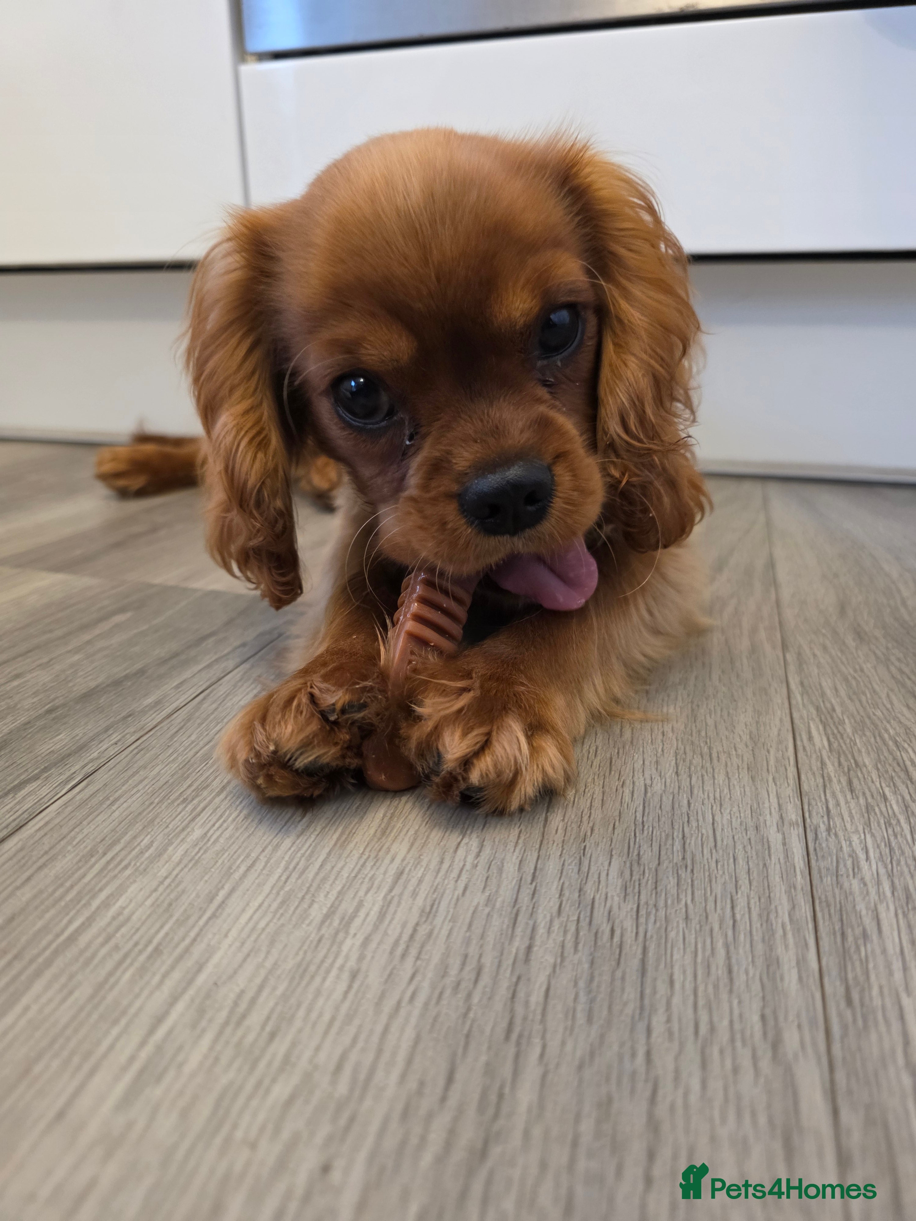 Cavalier King Charles Spaniel dogs Cavalier king charles spaniel teddy  - Advert 2