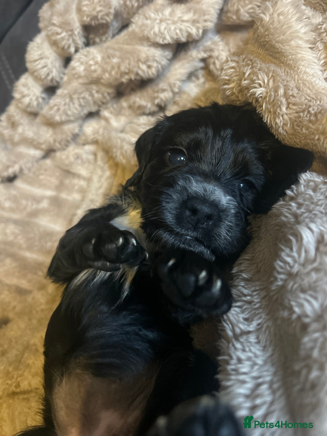 Cocker Spaniel dogs for sale: Black cocker spaniel bitch looking for a new home  - Advert 4
