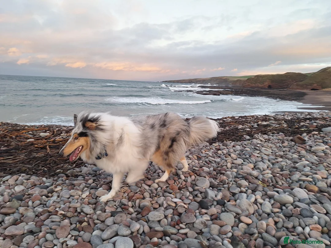 Rough Collie dogs for sale: Rough Collie, Blue Merle, 13 months old. - Advert 2