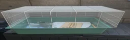 Guinea Pig rodents for sale: Smart 8weeks guinea pig and cages in Bootle - Advert 7