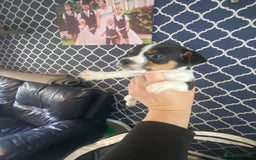 Jack Russell dogs for sale: Jack Russel beauty’s  in Folkestone - Image 13