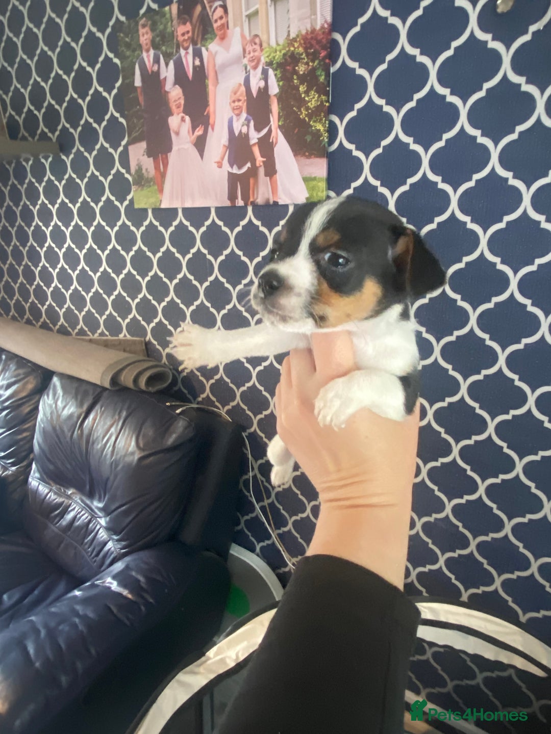Jack Russell dogs for sale: Jack Russel beauty’s  in Folkestone - Image 13