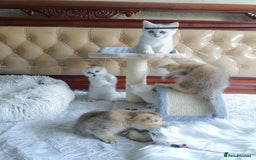 British Shorthair cats for sale: Scottish Fold and Straight kittens  - Image 26