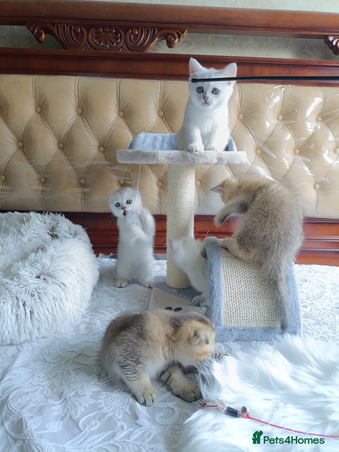 British Shorthair cats for sale: Scottish Fold and Straight kittens  - Image 26