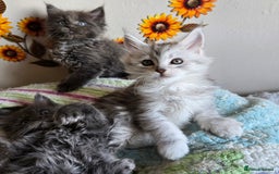 Maine Coon cats for sale: Stunning GCCF Maine Coon kittens  - Image 17