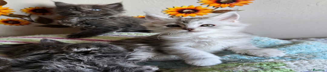 Maine Coon Kitten 5 Dolly