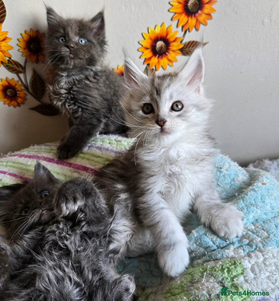 Maine Coon cats for sale: Stunning GCCF Maine Coon kittens  - Image 17