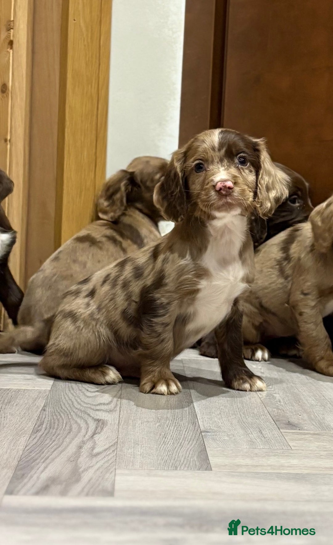 Cocker Spaniel dogs for sale: 🐶 KC Registered Cocker Spaniel Pups 🐶  - Advert 1