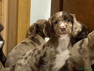 Cocker Spaniel dogs 🐶 KC Registered Cocker Spaniel Pups 🐶 - Advert 15