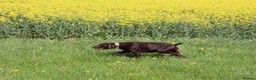 German Shorthaired Pointer dogs for sale: Beautiful KC GSP Puppies - Advert 4