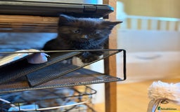 Mixed Breed cats for sale: Beautiful boy  - Image 6